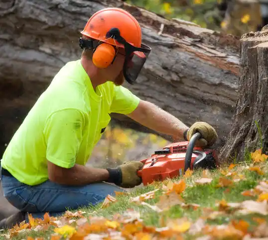 tree services South Hill